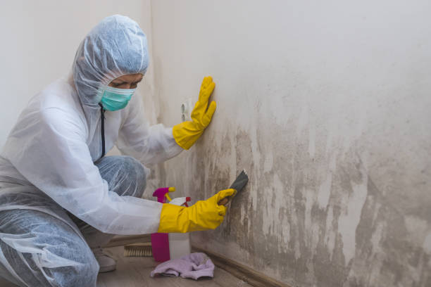 Best Mold Cleaning Services  in Burr Ridge, IL