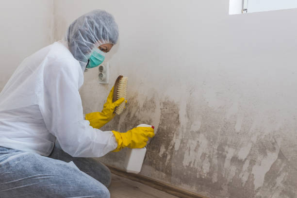 Best Mold Testing  in Burr Ridge, IL