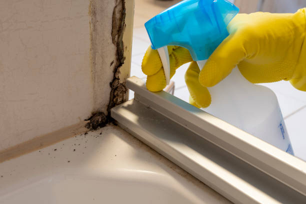 Burr Ridge, IL Mold Removal Company