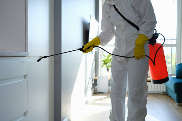 Best Black Mold Removal  in Burr Ridge, IL