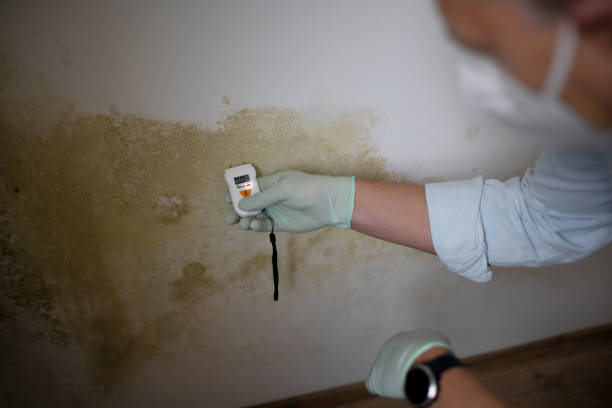 Best Affordable Mold Removal  in Burr Ridge, IL
