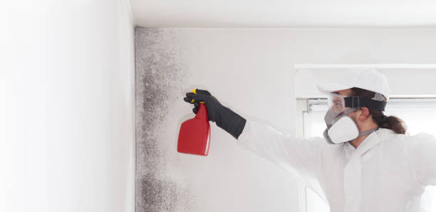Best Same-Day Mold Removal  in Burr Ridge, IL