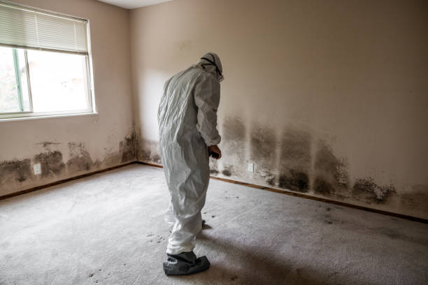 Best Professional Mold Removal  in Burr Ridge, IL