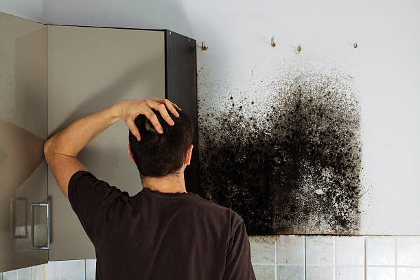 Best Black Mold Removal  in Burr Ridge, IL
