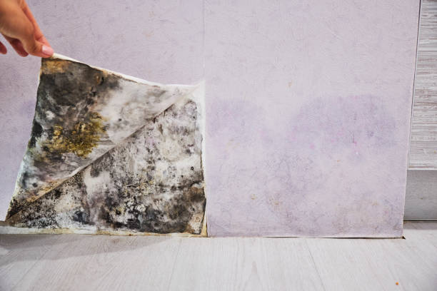 Best Mold Damage Repair  in Burr Ridge, IL